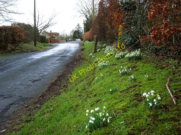 Photo 6"x4" Snowdrops in Symington Symington\/NS3831 c2007