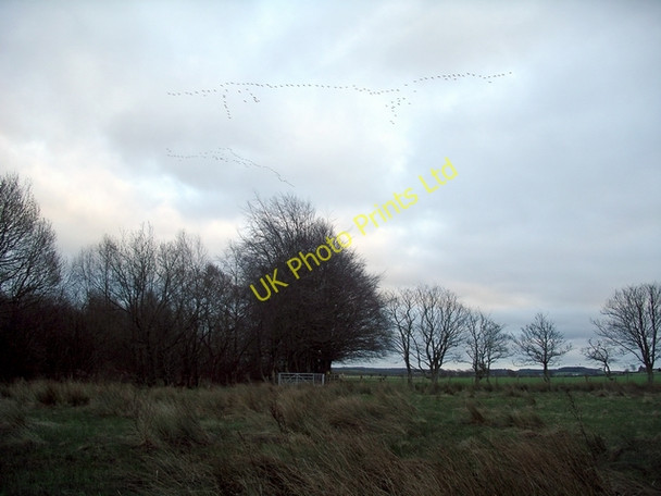 Photo 6"x4" Flying in for the night Lochmaben c2007