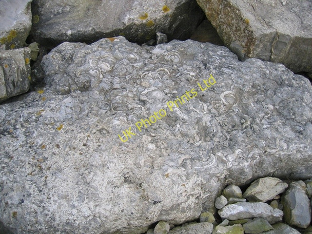 Photo 6"x4" Limestone and Fossils Flint\/Y Fflint c2007