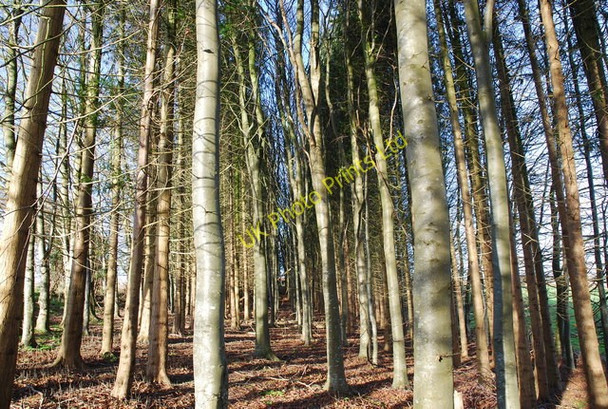 Photo 6"x4" Pheasant Woods Alvediston c2007
