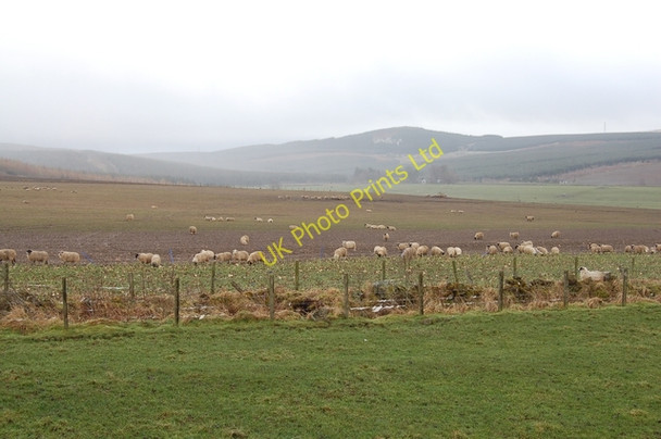 Photo 6"x4" Sheep feeding near Bin Forest Cairnie\/NJ4844 c2007