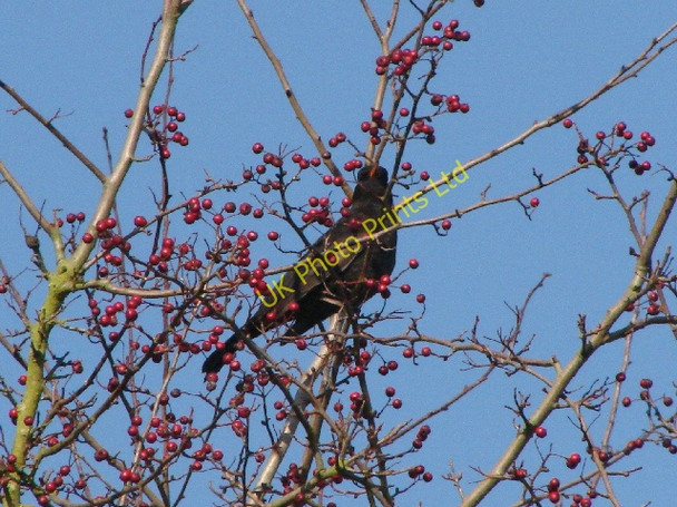 Photo 6"x4" Blackbird on hawthorn tree Southend\/SP5801 c2007