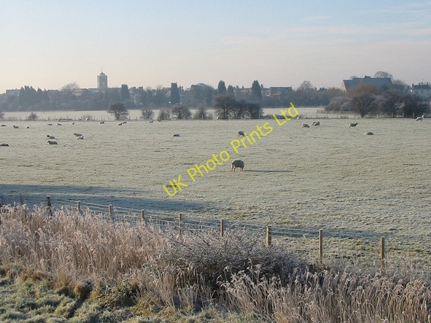 Photo 6"x4" Sheep in field on a frosty morning Sandwich c2007