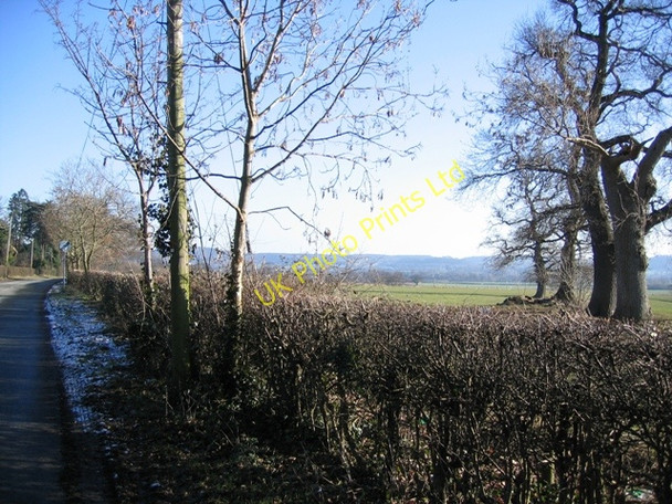 Photo 6"x4" Tree Line near Tattenhall Tattenhall c2007