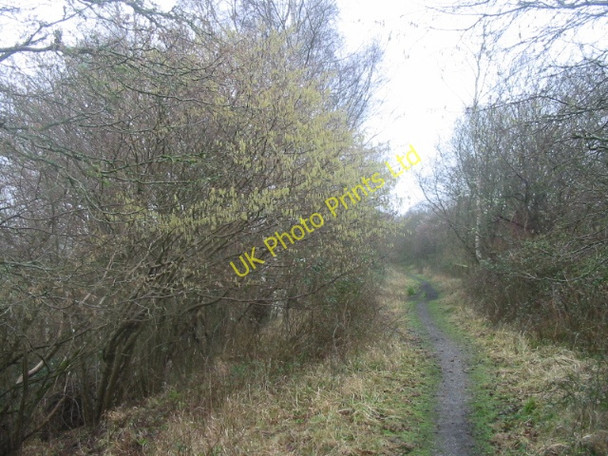 Photo 6"x4" Disused railway line near Powerstock Common Powerstock c2007