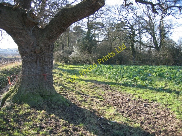 Photo 6"x4" Oak Tree and Woodland Tattenhall c2007