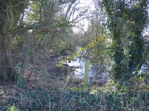 Photo 6"x4" Woodland and Pond Tattenhall c2007