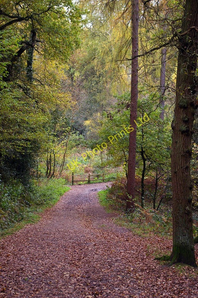 Photo 6"x4" Bridleway below Cofton Hill, Lickey Hills Country Park Kendal End c2006