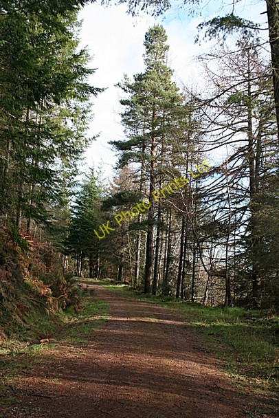 Photo 6"x4" Forest Road Torrieston c2007