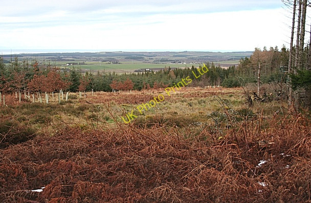 Photo 6"x4" Monaughty Wood Torrieston c2007