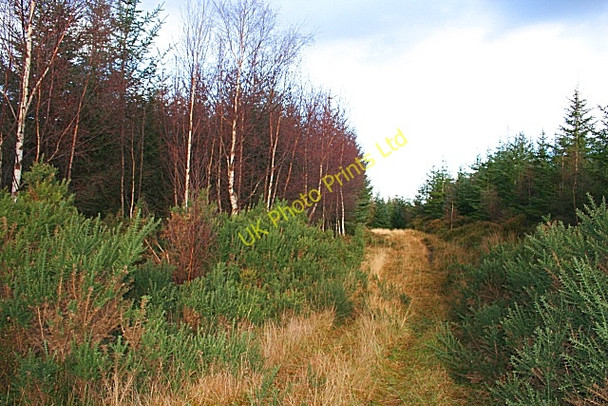 Photo 6"x4" Monaughty Wood Torrieston c2007