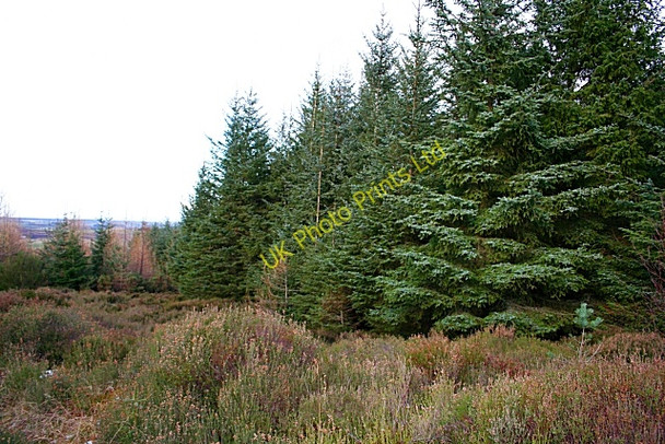 Photo 6"x4" Douglas Firs Torrieston c2007