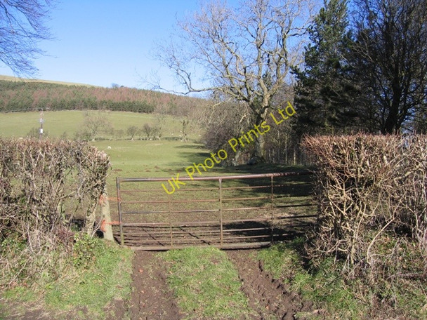 Photo 6"x4" Field and Woodland Pentre-celyn\/SJ1453 c2007