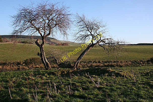 Photo 6"x4" Cottertown of Auchanachie Towiemore c2007