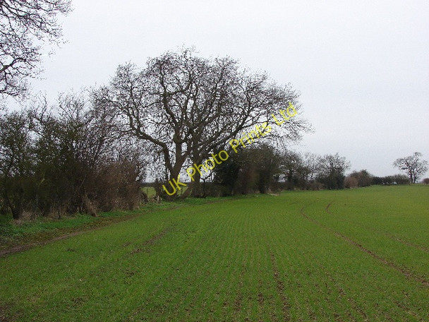 Photo 6"x4" Footpath by hedge and wheatfield Beckley\/SP5610 c2007