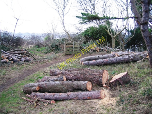 Photo 6"x4" Casualties of  the Storm Llandudno c2007
