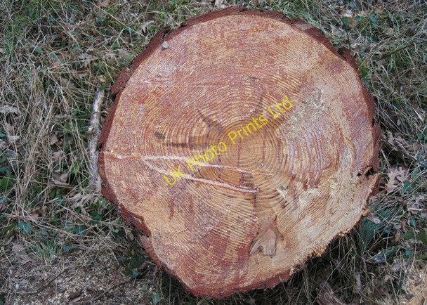 Photo 6"x4" Scots Pine Stump Llandudno c2007