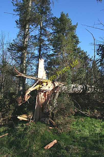 Photo 6"x4" Broken Tree Clackmarras c2007