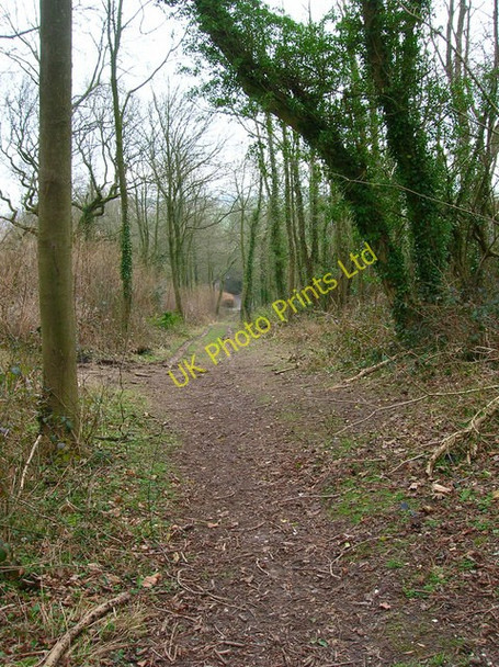 Photo 6"x4" Footpath to Stapleash Down Chilgrove c2007