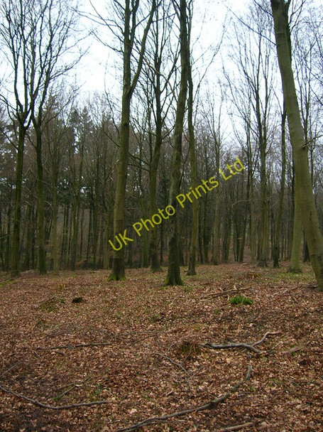 Photo 6"x4" Beeches, Phillis Wood Hooksway c2007