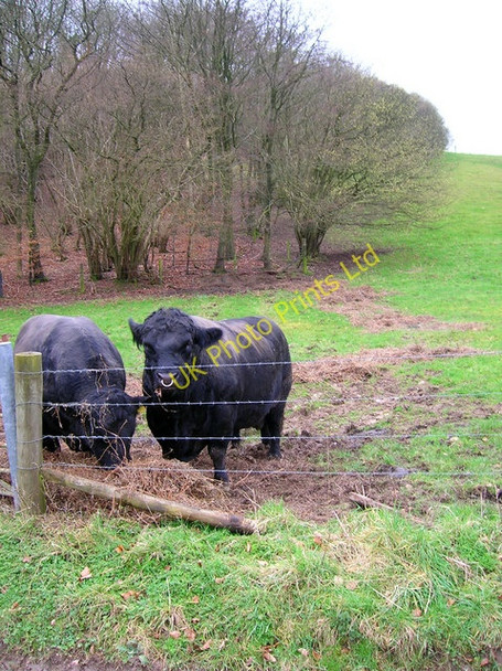 Photo 6"x4" Do You Mind, I'm Eating? Chilgrove c2007