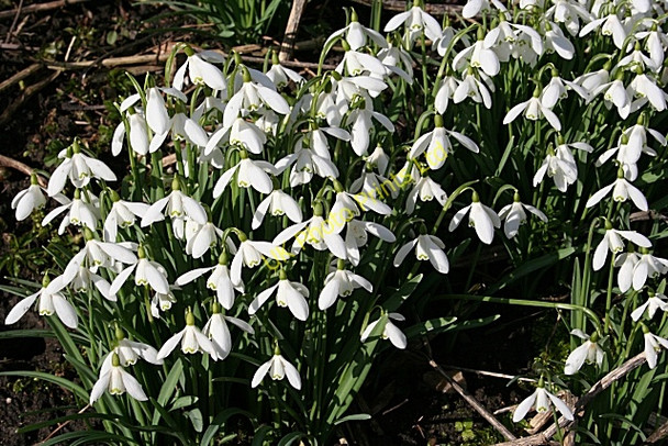 Photo 6"x4" Snowdrops (Galanthus nivalis) Berryhillock\/NJ5060 c2007