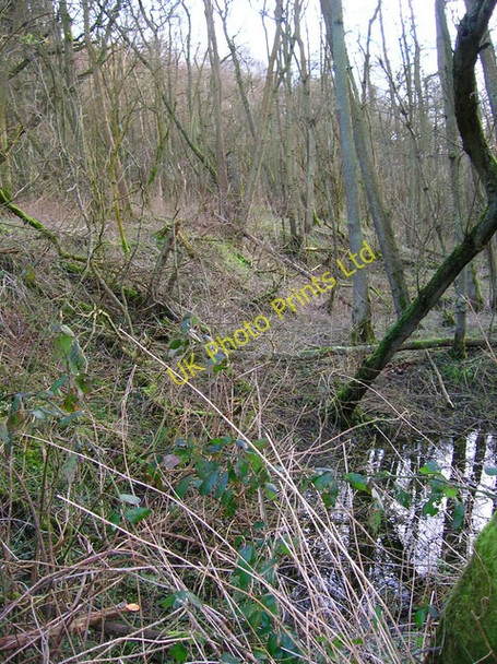 Photo 6"x4" Site of Roman Bloomery, Beauport Park Baldslow c2007