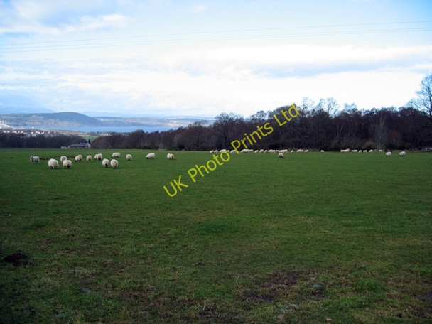 Photo 6"x4" Sheep at Lower Muckovie Beechwood\/NH6944 c2007