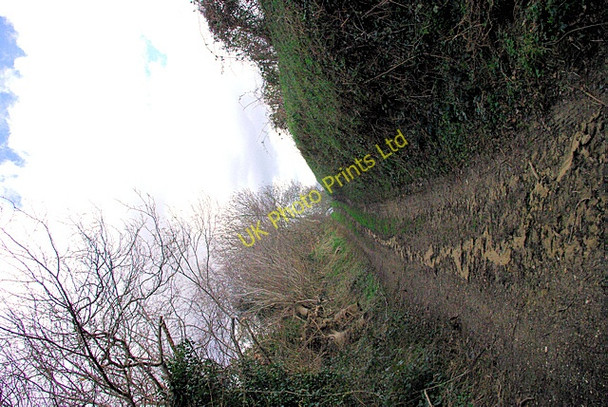Photo 6"x4" Brier Lane Chithurst c2007