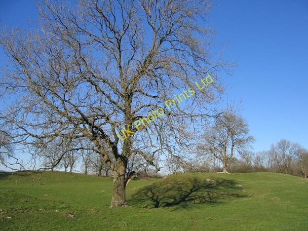 Photo 6"x4" A Tree in the Limestone Pasture Gwernol c2007