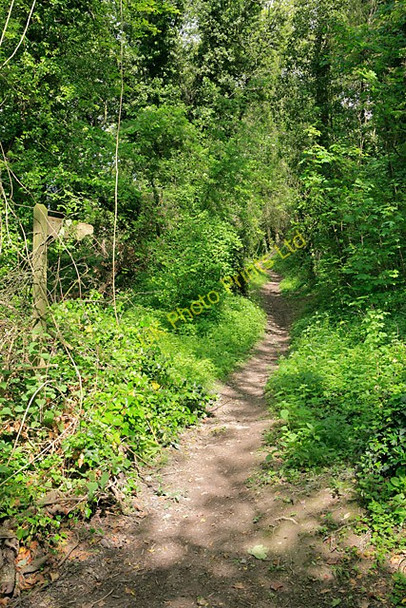 Photo 6"x4" Footpath to Telegraph Hill, Chilcomb Chilcomb c2007
