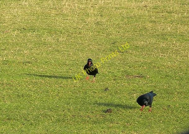 Photo 6"x4" Feeding Choughs Bruichladdich c2007