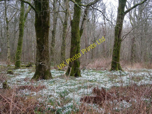 Photo 6"x4" Bridgend Woods in Winter Bridgend\/Beul an Atha c2007