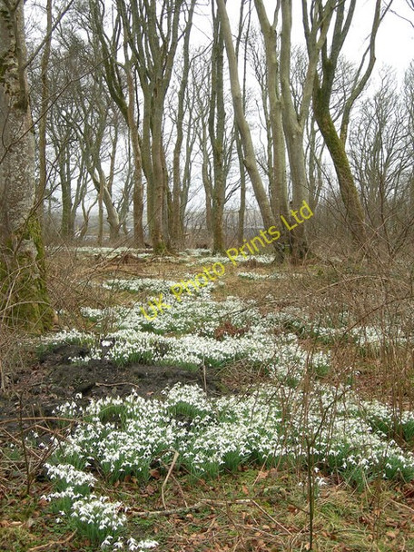 Photo 6"x4" The Woods in Winter Bridgend\/Beul an Atha c2007