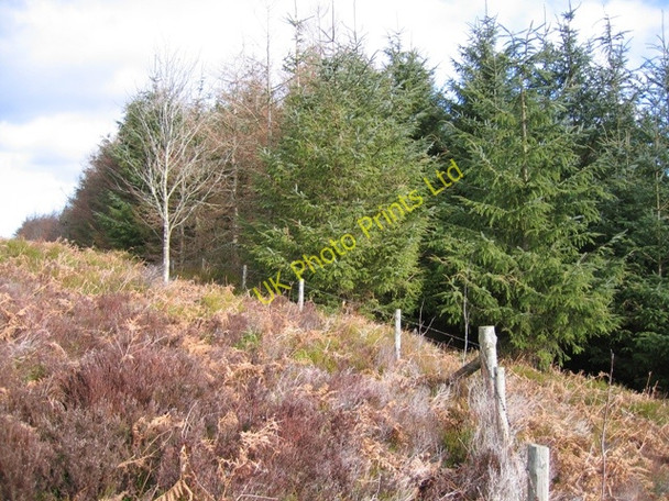 Photo 6"x4" Moorland and Forest Boundary Rhydtalog c2007