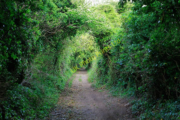 Photo 6"x4" Footpath approaching Little Golders Chilcomb c2007