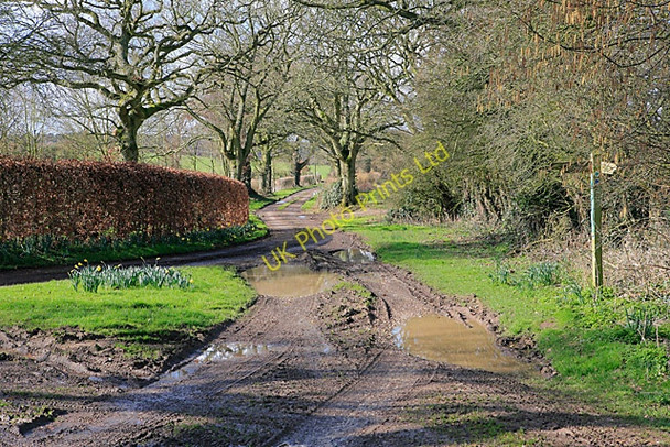 Photo 6"x4" Road to Lone Barn House Brown Candover c2007