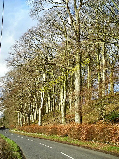 Photo 6"x4" Bank Of Trees Between Kirkton and Duncow Gallaberry c2007