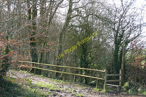Photo 6"x4" Morchard Bishop: Morchard Wood Black Dog c2007