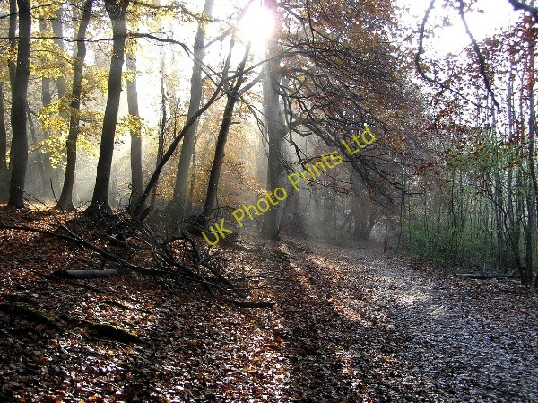 Photo 6"x4" Sulham Woods Sulham c2005