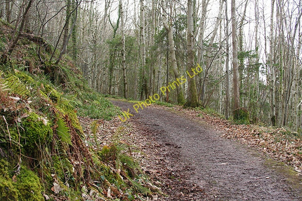Photo 6"x4" Porlock: Yearnor Wood Worthy\/SS8548 c2007