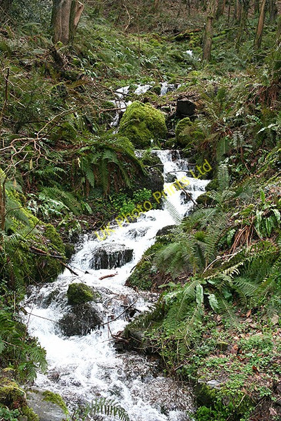 Photo 6"x4" Porlock: stream in Culbone Combe Worthy\/SS8548 c2007
