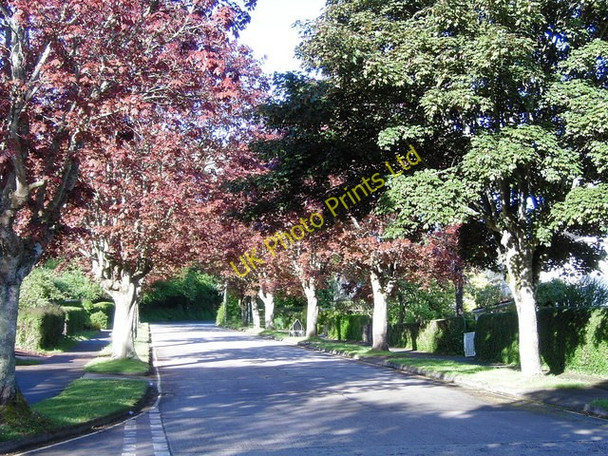 Photo 6"x4" Maple Trees Lower Broadsands Road Broadsands c2005