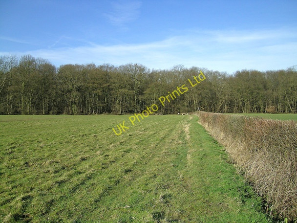 Photo 6"x4" Beachet Wood from footpath near Crumps Farm Theydon Mount c2007