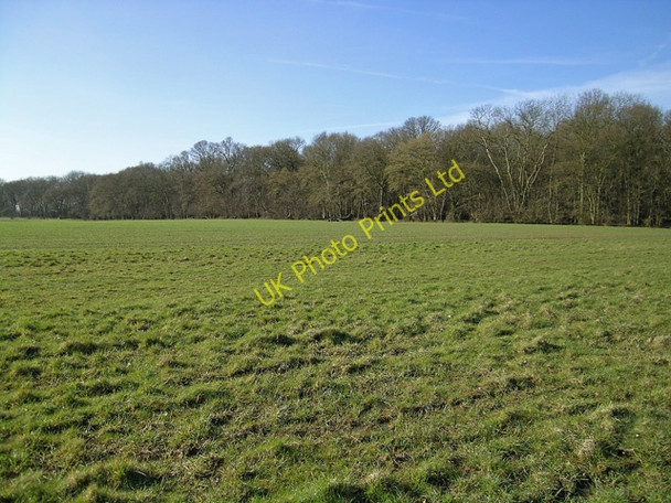 Photo 6"x4" Beachet Wood from nearby field Theydon Mount c2007