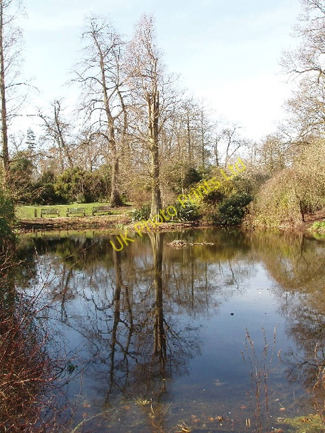 Photo 6"x4" Waterlily pond, Kew Gardens Brentford c2007