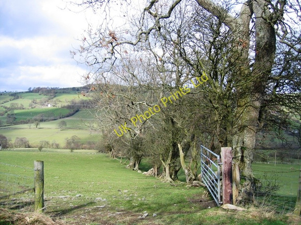Photo 6"x4" Hedge Line in the Afon Morwynion Valley Bryneglwys\/SJ1447 c2007