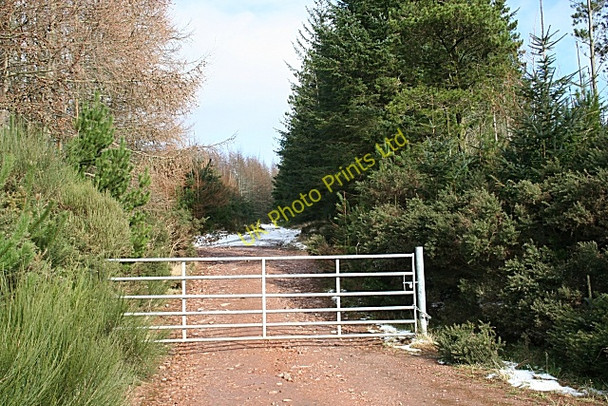 Photo 6"x4" Forest Gate Clochan c2007
