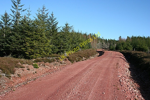 Photo 6"x4" Teindland Forest Orton\/NJ3153 c2007