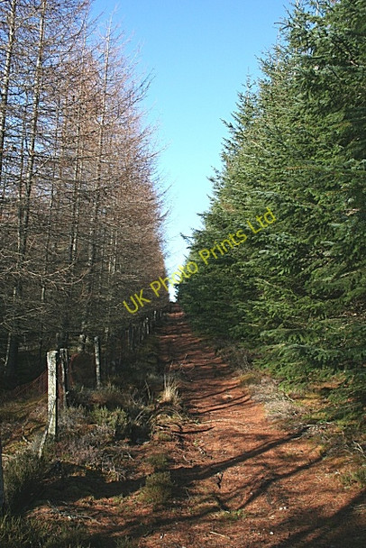 Photo 6"x4" Teindland Forest Orton\/NJ3153 c2007 P2